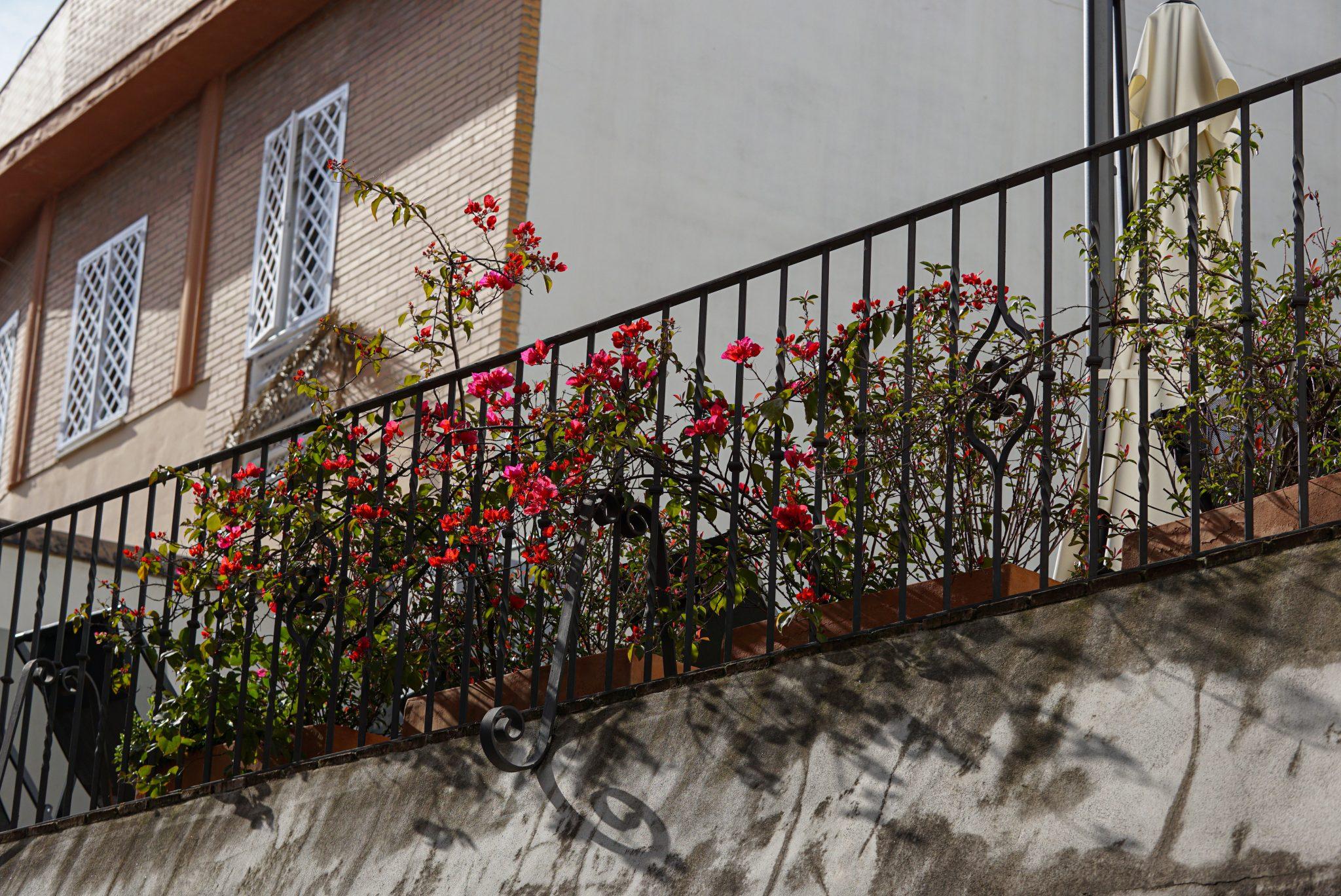 Bougainvillea in pink and red flower, growing out through the black iron railing of a balcony.