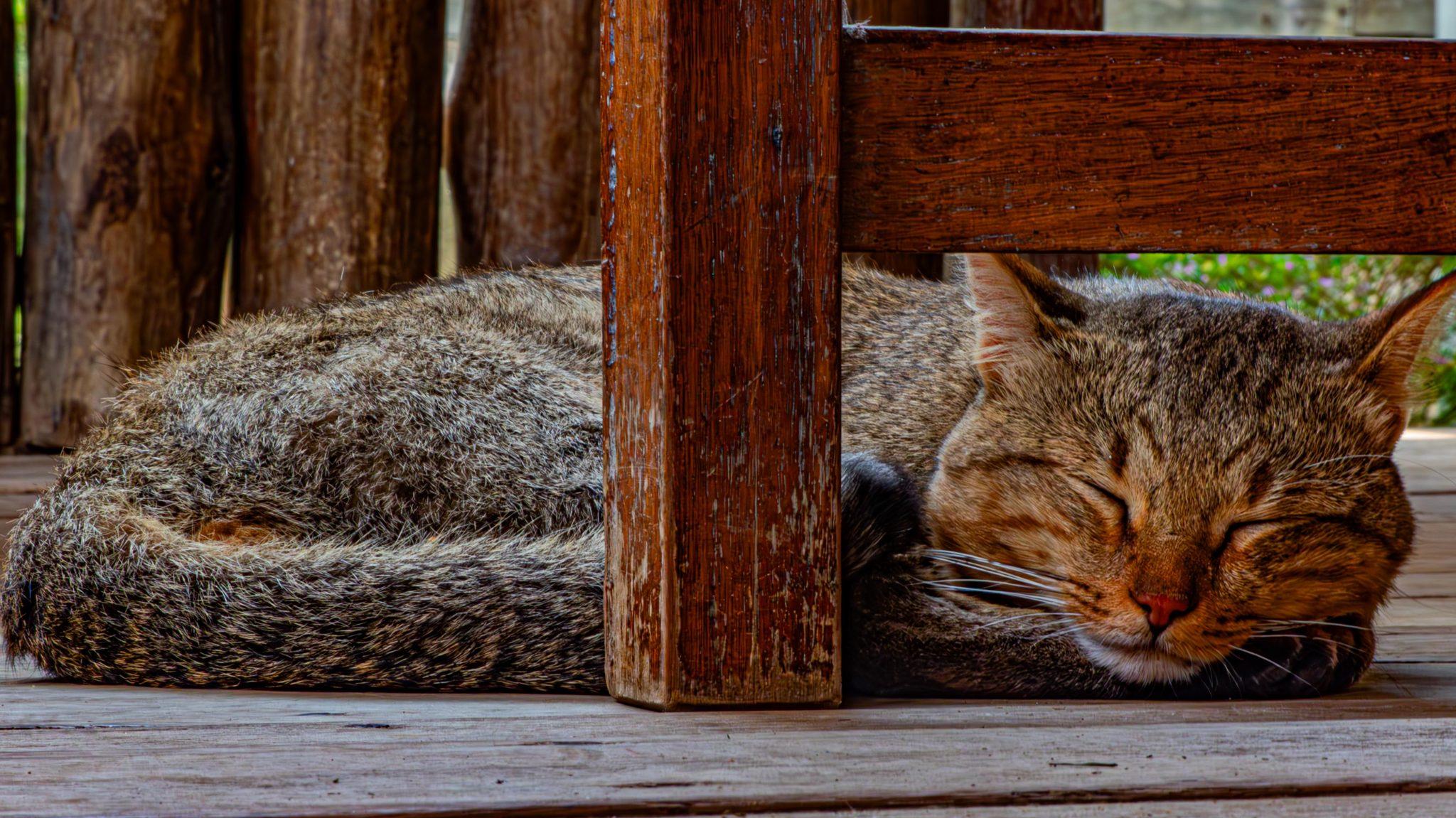 A tabby cat asleep on a wooden deck, its head on its paws under the rail of a chair.