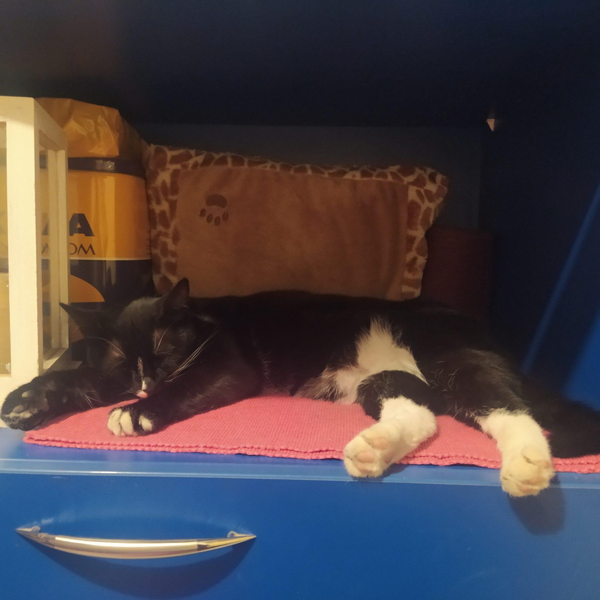 Two black and white cats asleep side by side on a pink mat, on top of a blue cupboard.