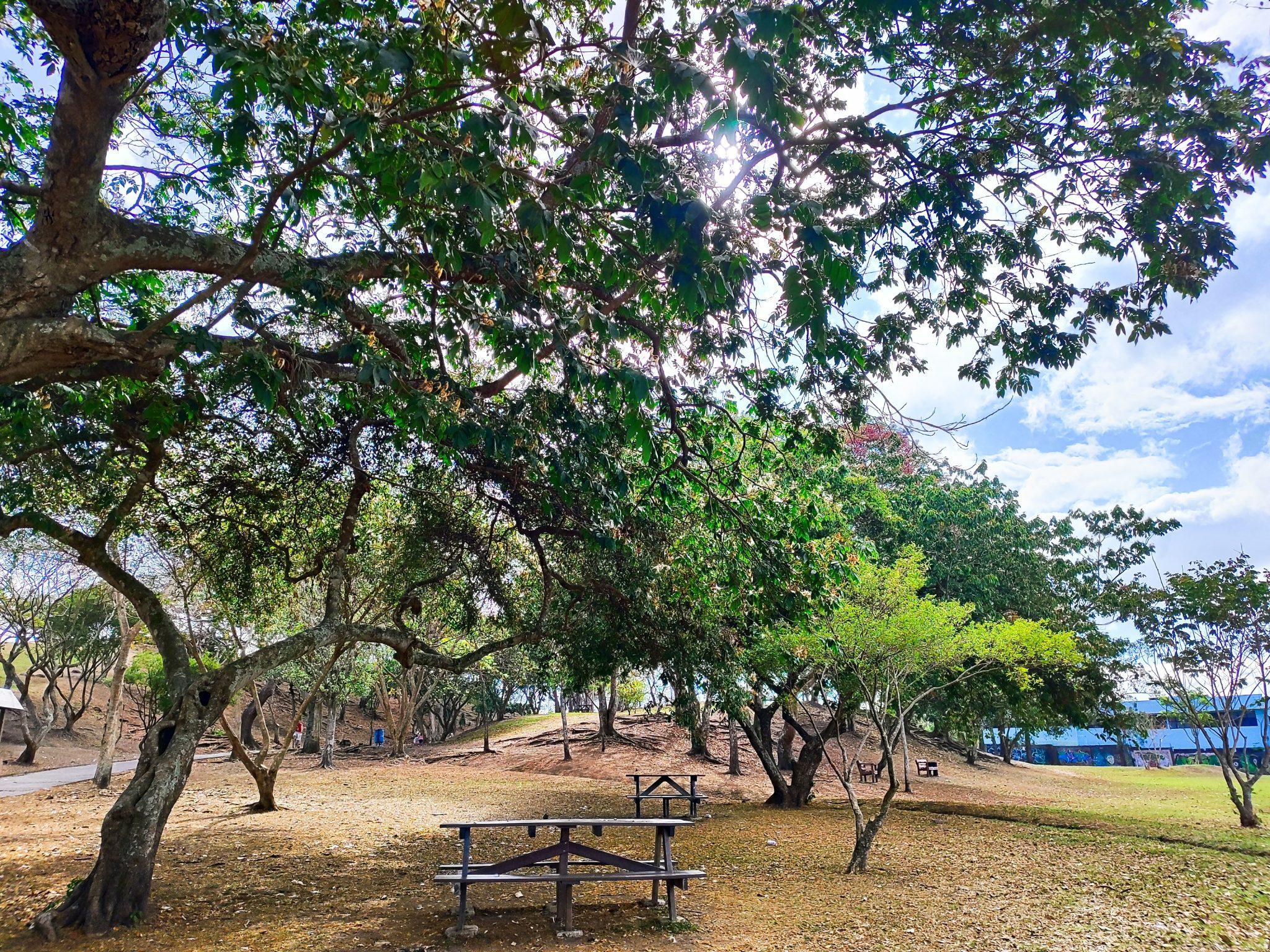 A picnic table in the dappled shade of a broad, low tree in a neighbourhood park.